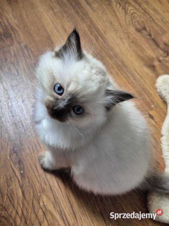 Kotek Ragdoll Alvin śląskie Lędziny
