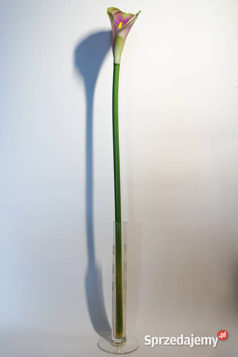 Kalia w kolorze żółto pomarańczowym