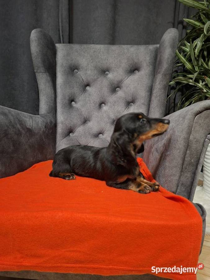 Jamnik długowłosy suczka Żyrardów