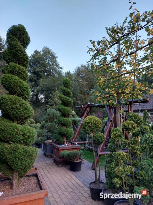 Bonsai rośliny formowane małopolskie
