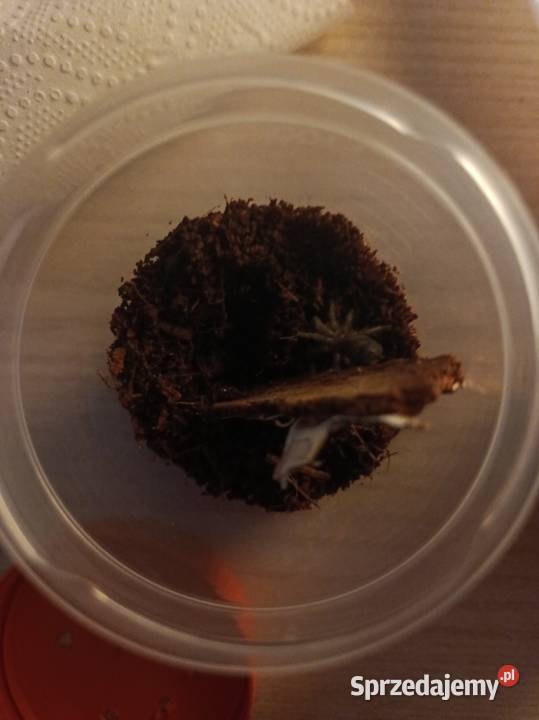 Wymienię 5 ptaszników Ciechanów sprzedam