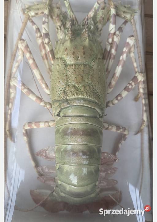 LANGUSTA MODEL Preparowana Łódź