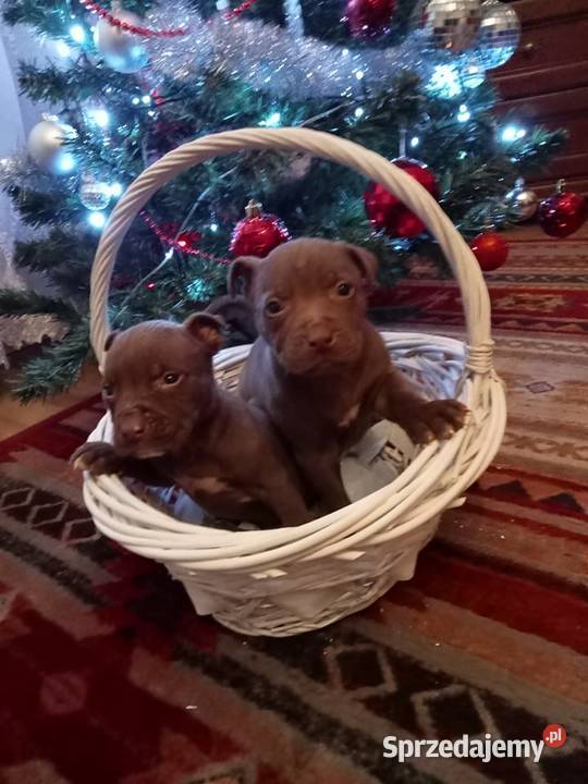 Sprzedam szczeniaczki pit Bull podlaskie Suraż