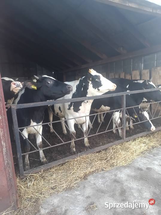 Sprzedam jałówki