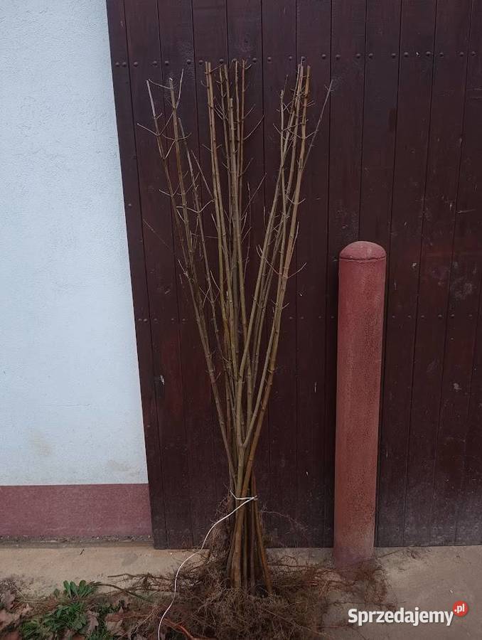 Klon jawor 160 180 Szczecinek