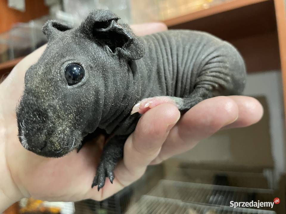 kawia skin łysa świnka morska Gliwice