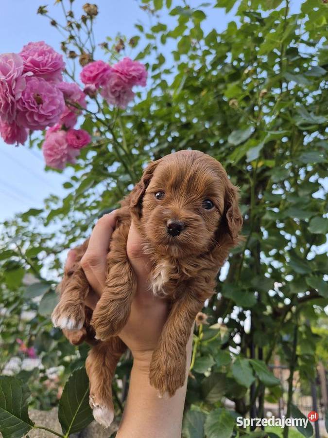 Suczki Maltipoo rezerwacja Porąbki sprzedam