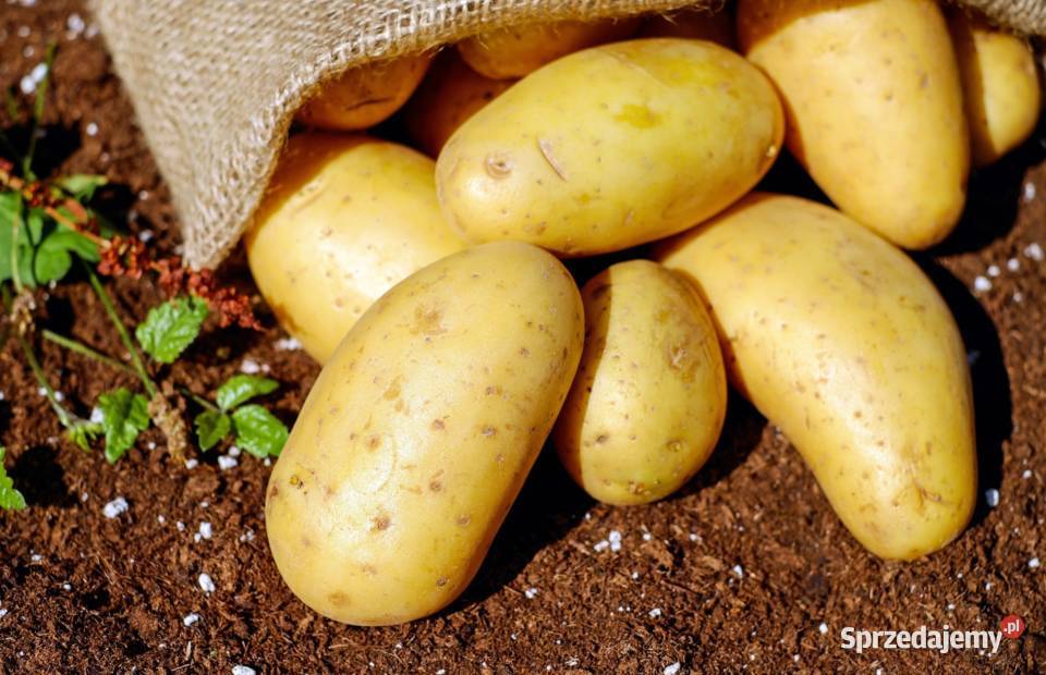 ziemniaki wysokiej jakości Oświęcim