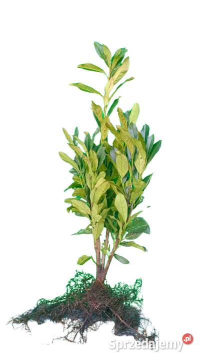 Laurowiśnia Novita Caucasica Elly Rotundifolia Stromiec