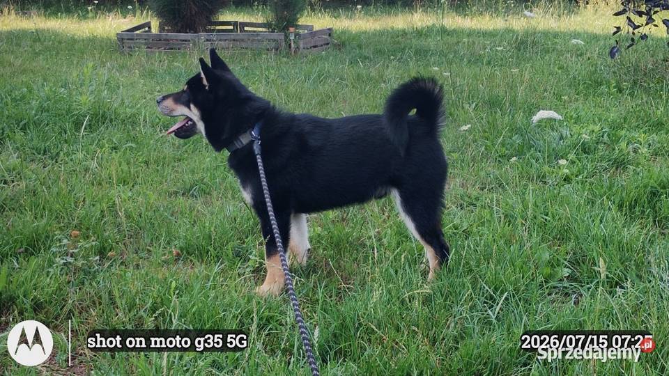 SHIBA INU czteromiesięczny świetny szczeniaczek Bychawka Trzecia
