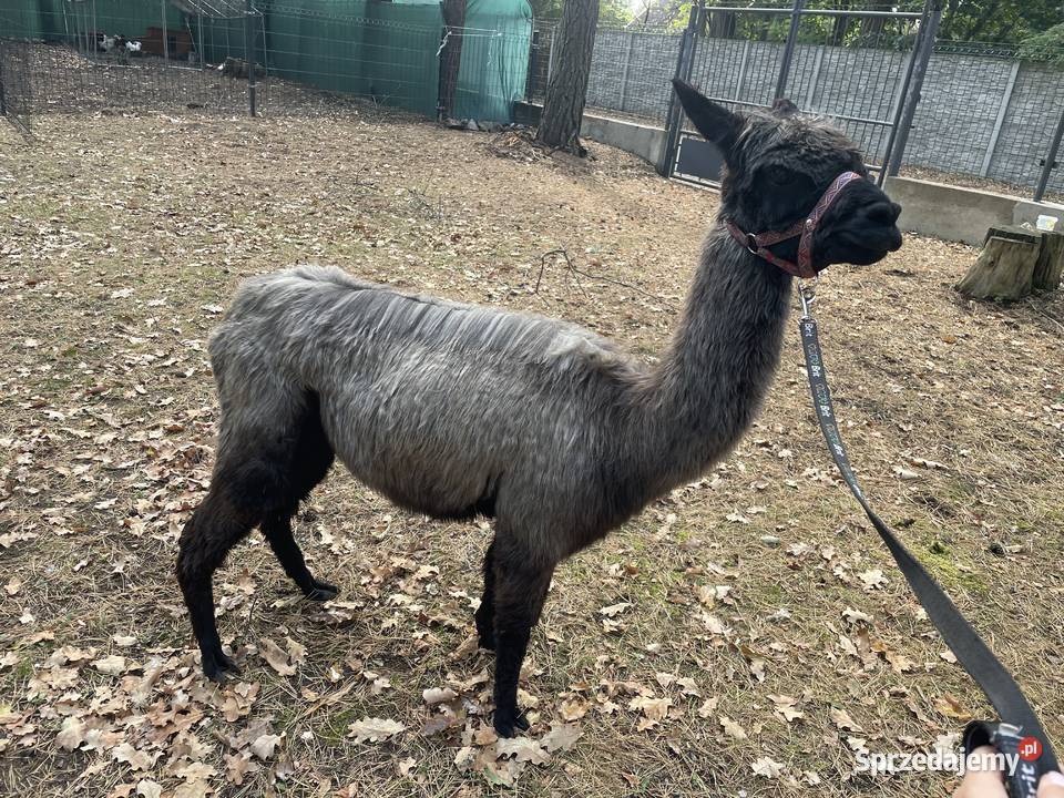 Stado 4 alpak samica i 3 samce alpaki suri Warszawa