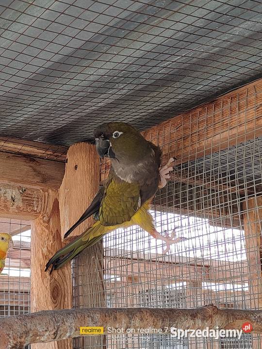 Patagonki pary samice konury łódzkie Parzno