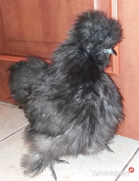 Jajka lęgowe silki Drób i ptactwo Barcin