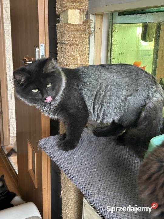 Kotek Syberyjski gotowy do odbioru Rybnik sprzedam