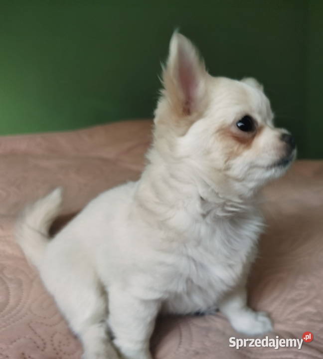 Chihuahua suczka długowłosa Konin
