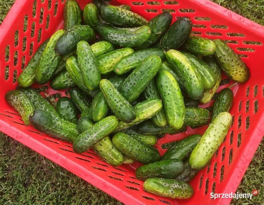 Warzywa ogórki pomidory cebula koper fasolka lubelskie Kaniwola