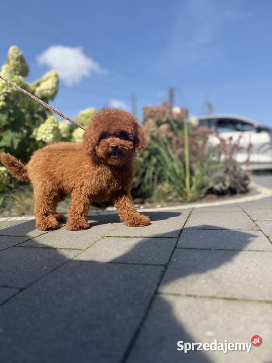 Pudel Toy piesek mocny kolor red Polanka Wielka