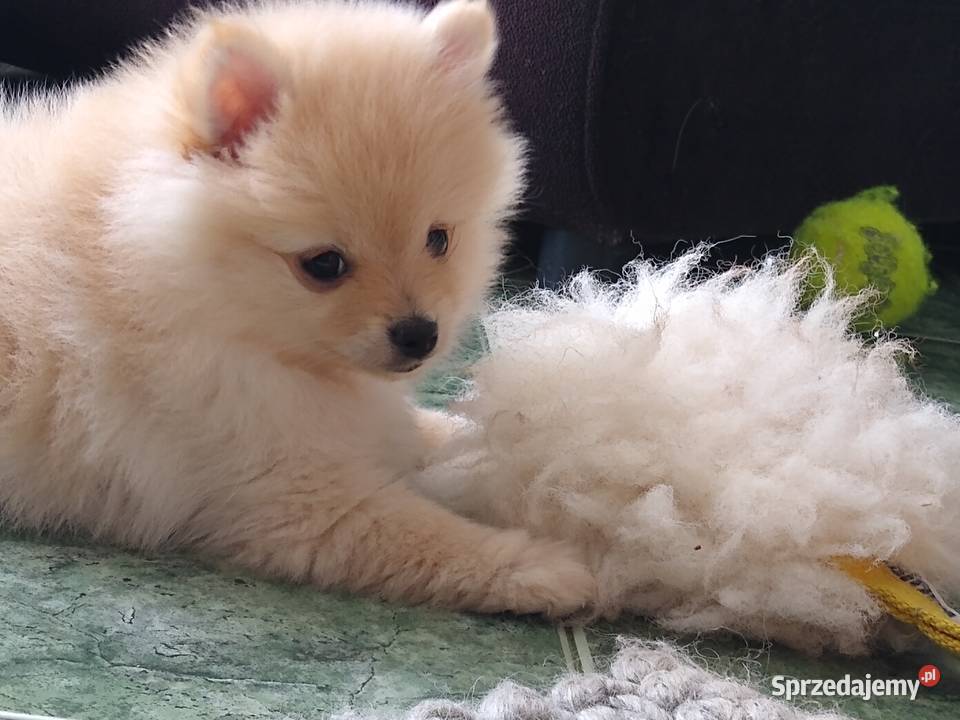 Izzy sunia szpica miniaturowego na sprzedaż Łódź