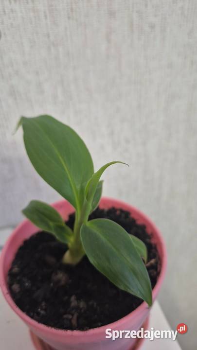Kwiatki bananowca Liściaste Goleniów