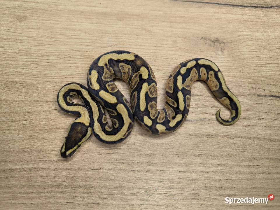 Pyton królewski Enchi Fire GHI YBSpecter poss sprzedam