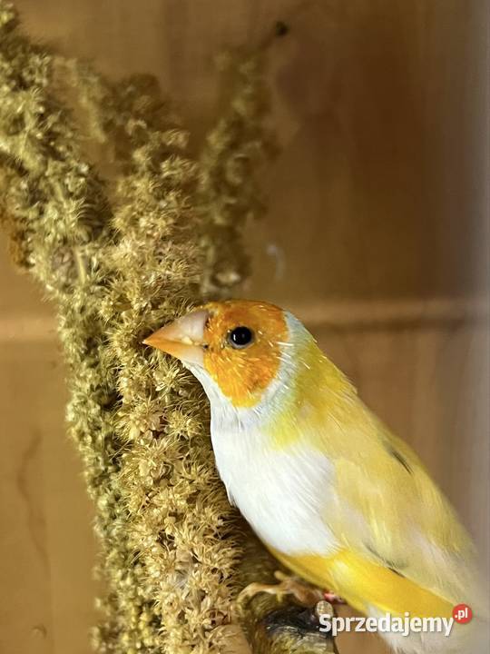 Amadyna wspaniała samiec 2024r śląskie Ruda Śląska