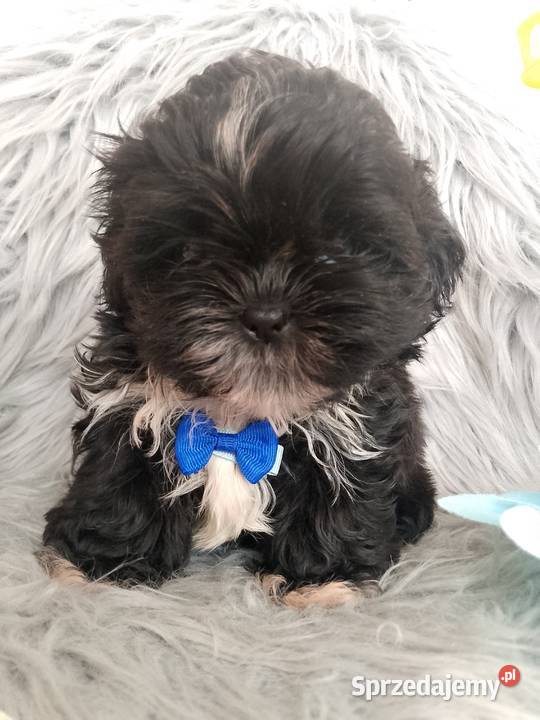 Czarny piesek rasy ShihTzu wielkopolskie Kępno