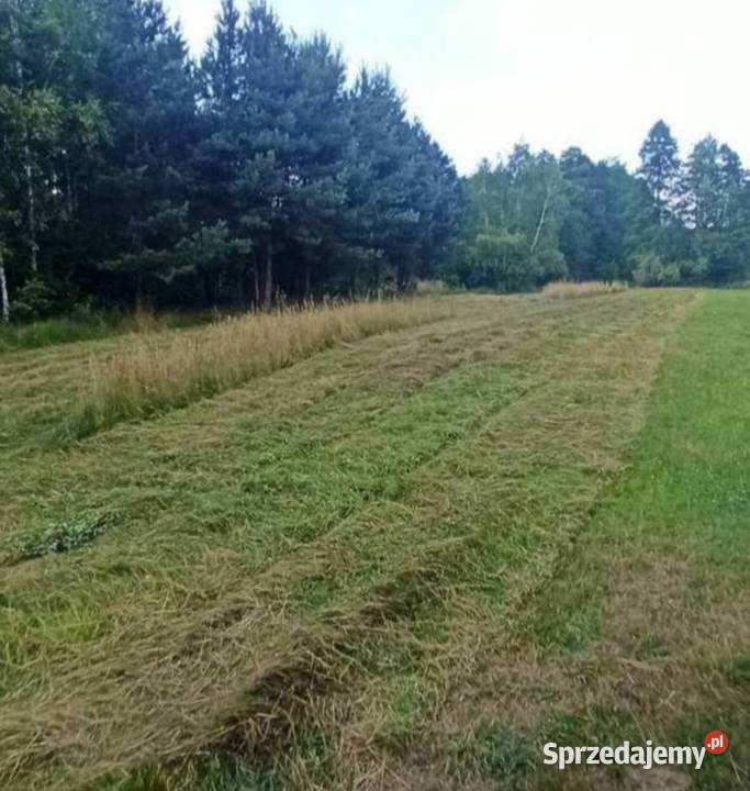 Koszenie nieużytków mulczowanie koszenie trawy Usługi Paprotnia