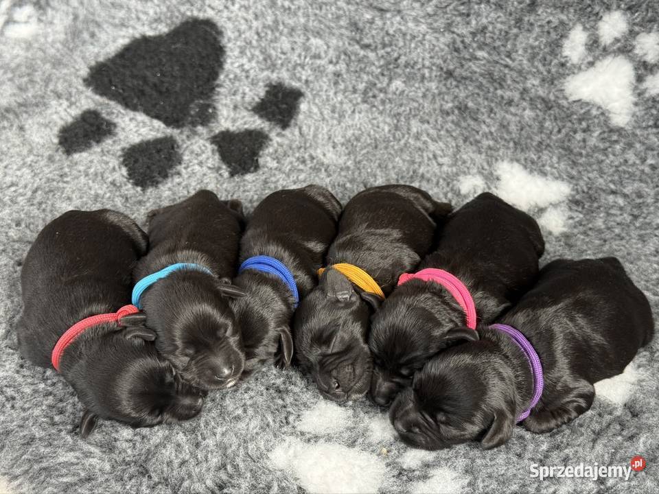 Sznaucer Miniaturowy Czarny szczenięta pomorskie Licze
