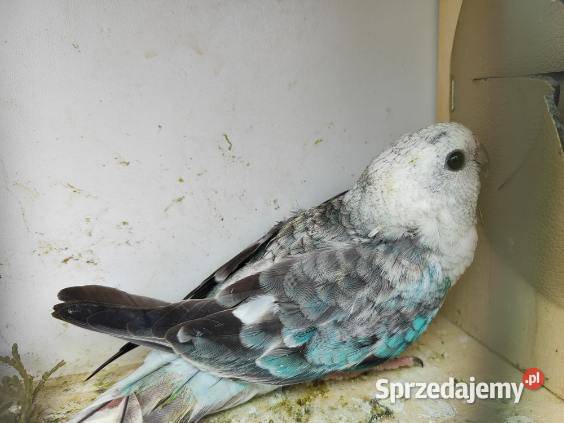 Papugi różne gatunki małopolskie