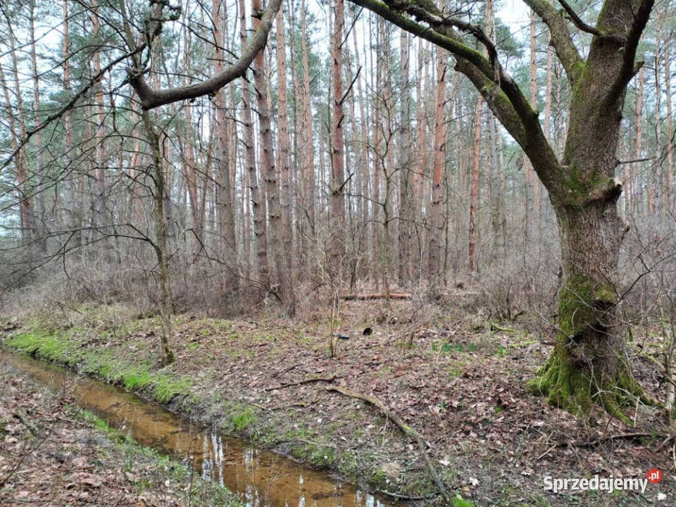 Działka leśna z możliwością zabudowy w MPZP Rynia