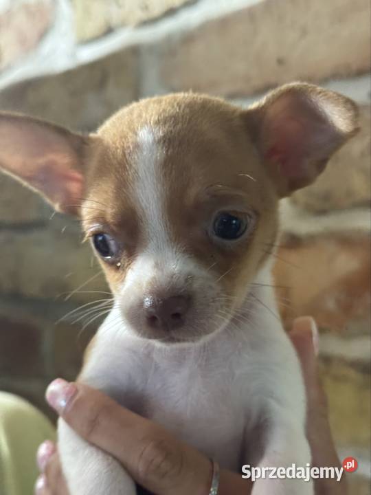 Mikro Chihuahua XXS najukochańszy przyjaciel na mazowieckie Warszawa