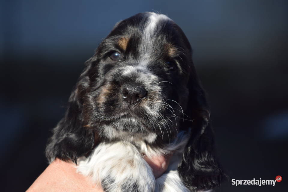 Cocker Spaniel Angielski Burbon małopolskie Nowy Sącz