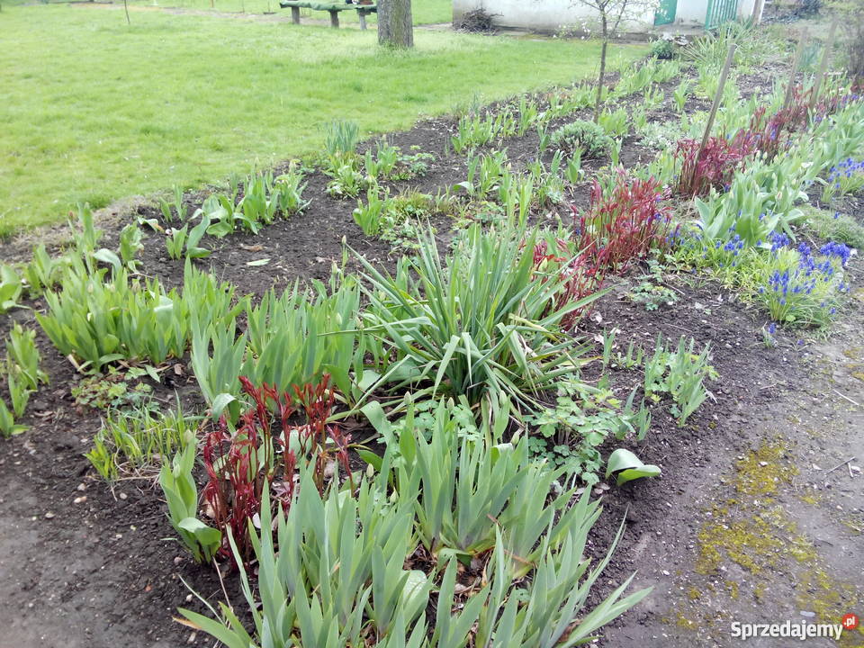 Sprzedam działkę w ROD Magnolia Legnica