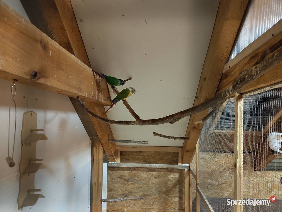 Papugi rudosterki nify swiergoty