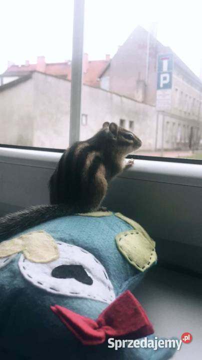 Wiewiórka syberyjska burunduk woliera Sianów sprzedam