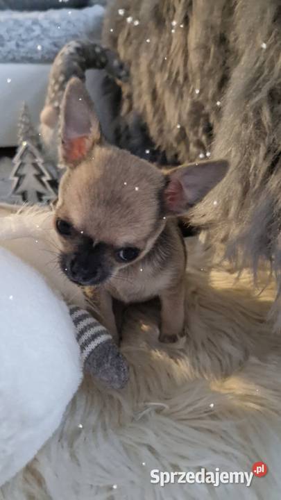 Maleńka suczka krótkowłosa chihuaha zachodniopomorskie Szczecin