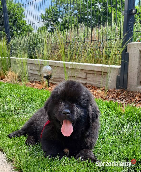 Szczeniaki Nowofundland Wodołaz ZKWP FCI Oborniki