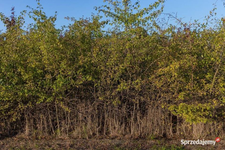 Głóg jednoszyjkowy Crataegus monogyna 90120 z