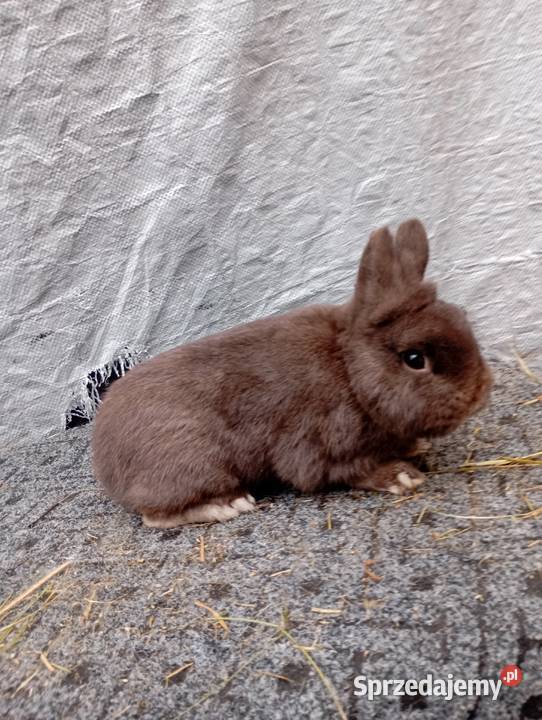 Sprzedam króliczki karzełki czarne szare havana Izbica-Wieś sprzedam