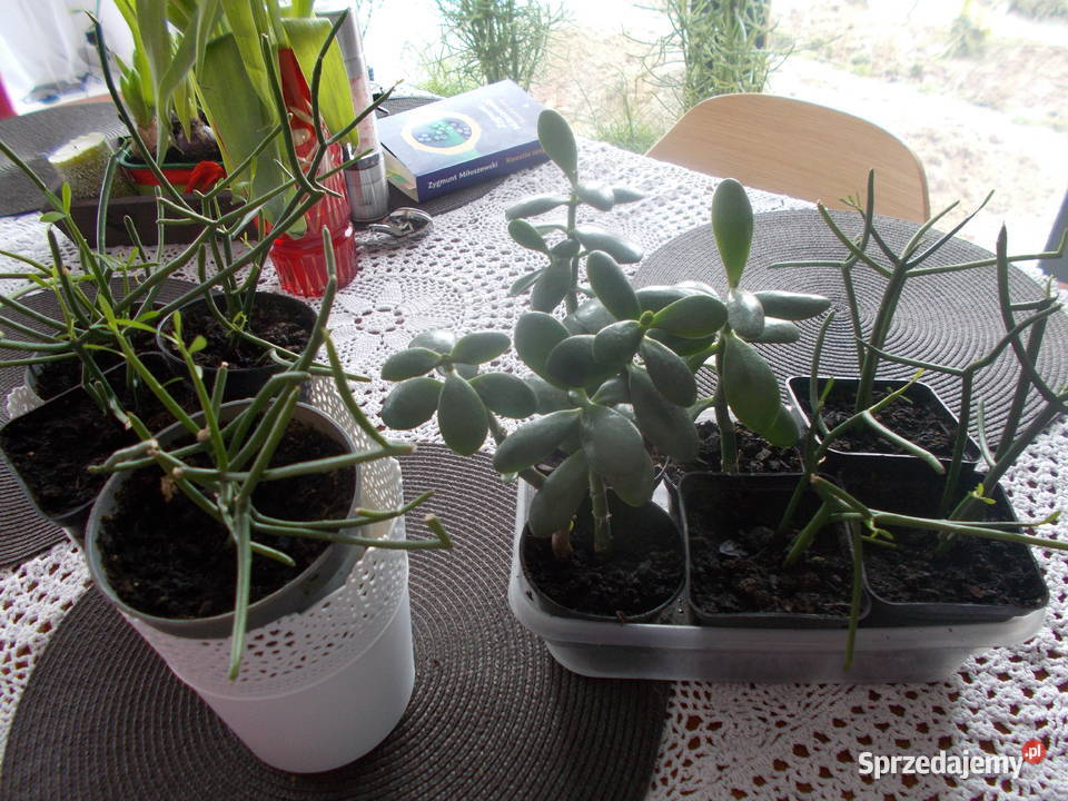Patyczak Euphorbia Tirucallidrzewko szczęscia Tomaszów Mazowiecki