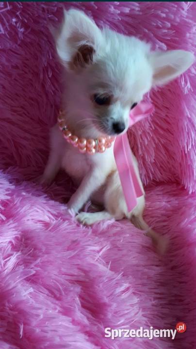 Chihuahua chłopiec dlugowlosy Chihuahua Inowrocław