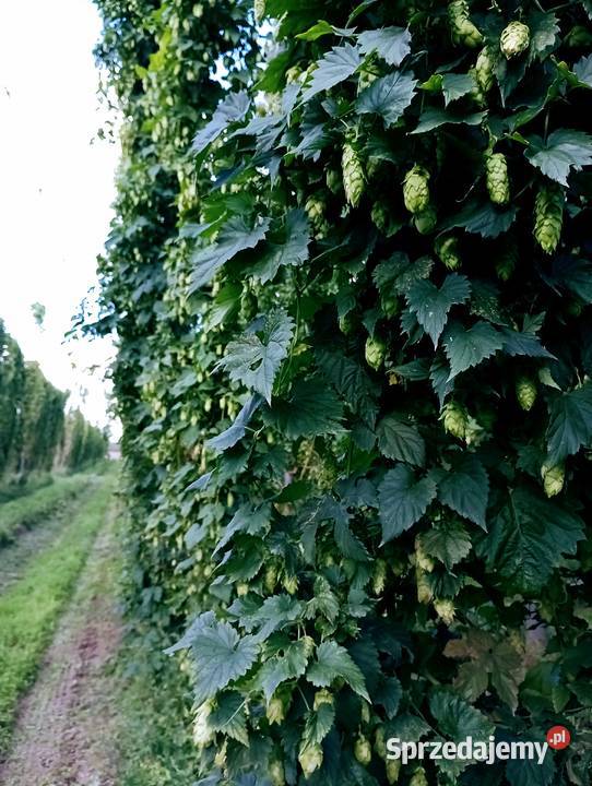 Chmiel Hops Hopfen MAGNUM Bochotnica