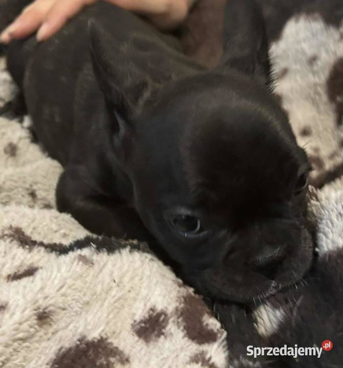 Buldog francuski szczeniaki buldoga francuskiego mazowieckie Sierzchów