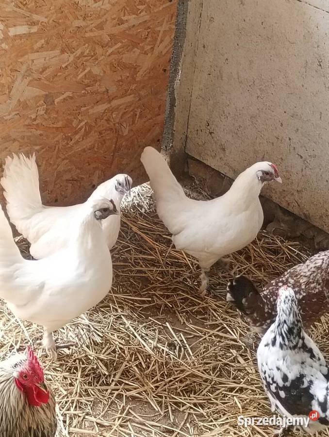 Kurki ayamacameni Zduńska Wola