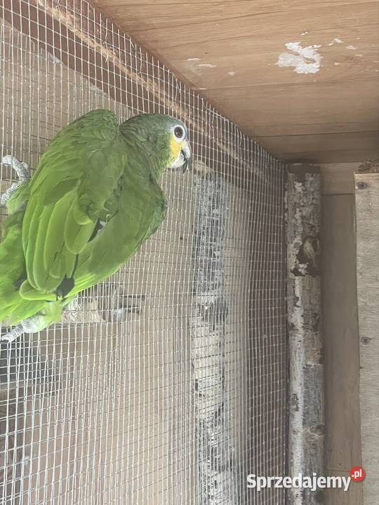 Amazonka Mordobrewna Radomsko sprzedam