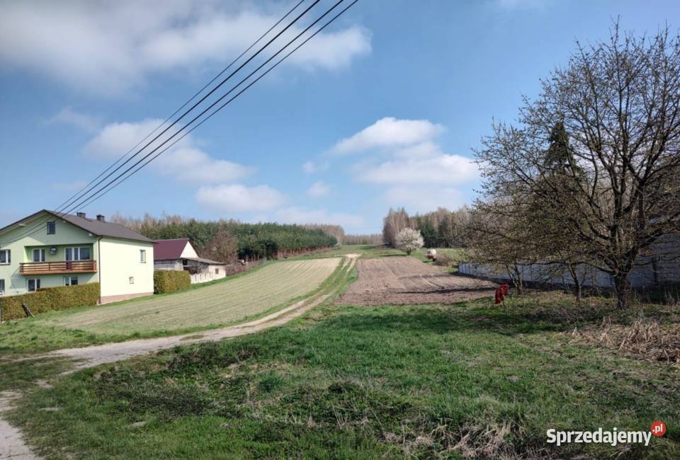 Duża działka 147 ha Szyszczyce gmina Chmielnik