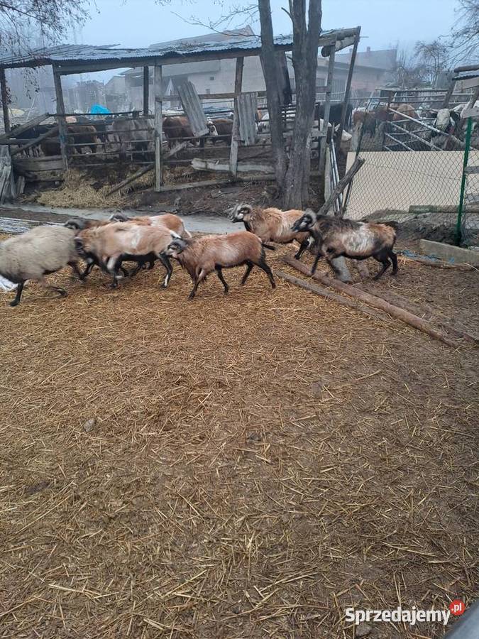 Owca kamerunska sprzedam