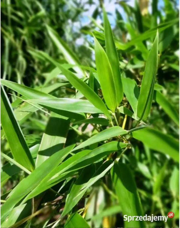 BAMBUS MROZOODPORNY Phyllostachys pubescens
