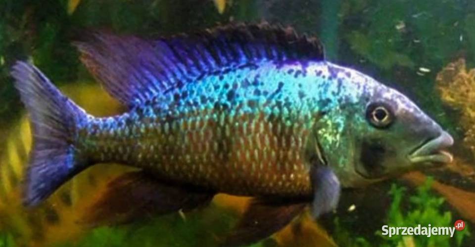 Fossorochromis rostratus Pyszczak Malawi Gdańsk
