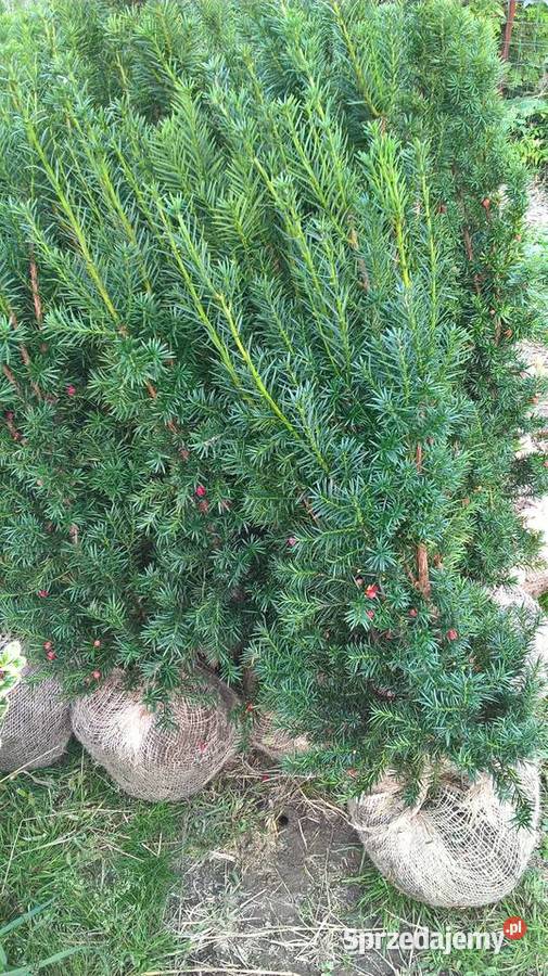 Cis Hicksii Szybkorosnący Żywopłot Mszczonów sprzedam